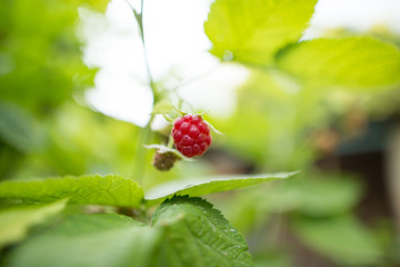 Juicy red berry raspberries in the garden