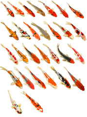 set of Koi fish isolated on white background 