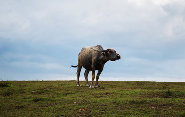Obraz premium Buffalo on the prairie in thailand.