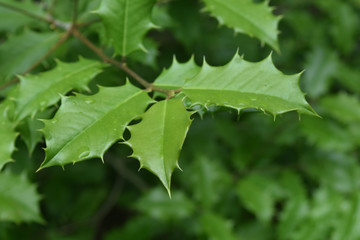Really Attractive Green Holly Plant In Nature