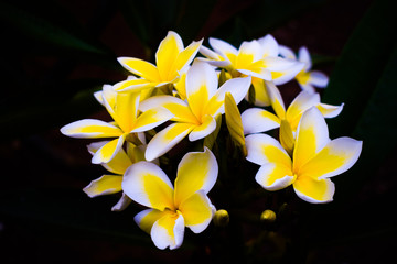 plumeria flowers