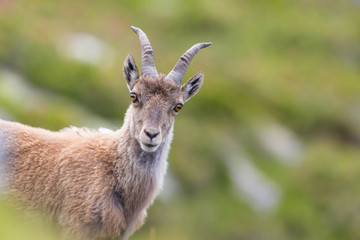 portrait of young natural alpine ibex capricorn
