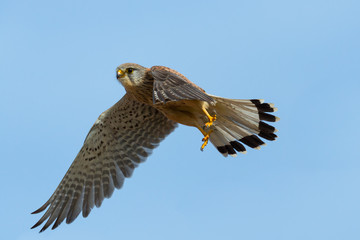 common kestrel (falco tinnunculus) during flight