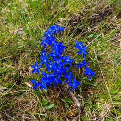 many deep blue blooms of gentian flower in green grass