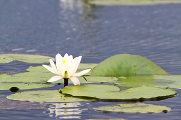 Water lily nymphaeaceae on the surface of pond