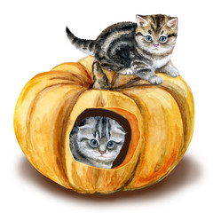 Scottish kittens and a house with a pumpkin on a white background. Watercolor. Illustration