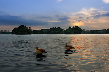 Birds of Putrajaya Wetland