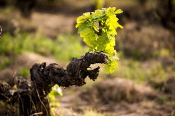 vigne qui pousse