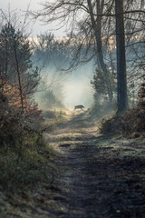 Sanglier en for&ecirc;t de Fontainebleau
