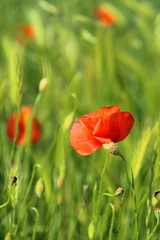 Pequeños ecosistemas