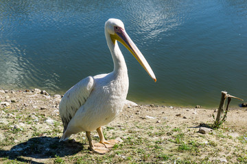 pelican