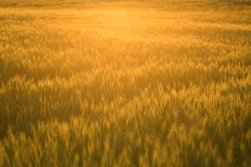 Wheat field during sunset.