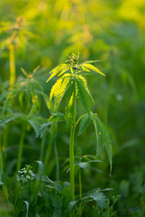 Young cannabis plants.