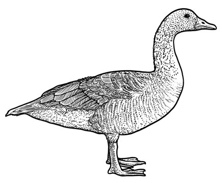 Bean Goose illustration, drawing, engraving, ink, line art, vector