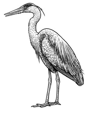 Grey, common heron illustration, drawing, engraving, ink, line art, vector