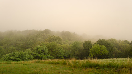 Obraz premium misty landscape scene in summer. foggy forest in summer scene outdoor