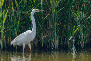 Silver Heron