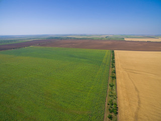 Agricultural grounds from bird's flight / Fields of yellow wheat, sunflowers and lavender, aerial view