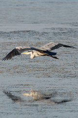 Grey Heron Over Water 1