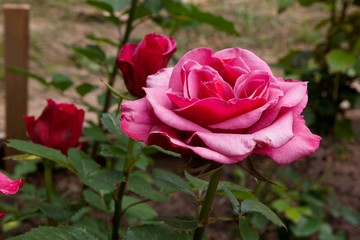 Natural pink rose flower close up on green bush.