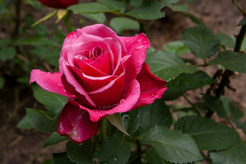 Natural pink rose flower close up on green bush.