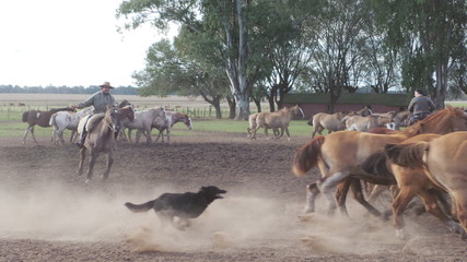 Argentine Buenos Aires