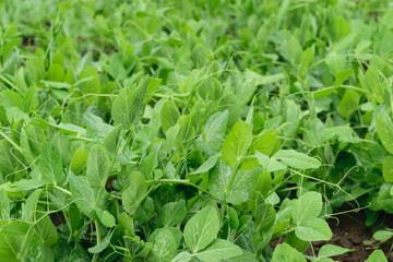 fresh Green Pea Sprouts (Pisum Sativum) leaves background - obrazy, fototapety, plakaty
