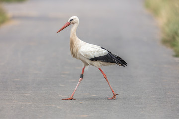 storch auf straße