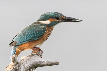 Kingfisher