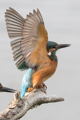 Kingfisher Stretching His Wings