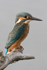 Kingfisher