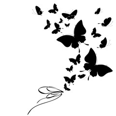 black butterfly, isolated on a white