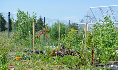 Obraz premium Vegetable garden