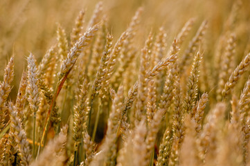 Golden wheat field and sunny day 