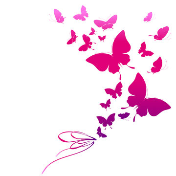 beautiful pink butterflies, isolated  on a white