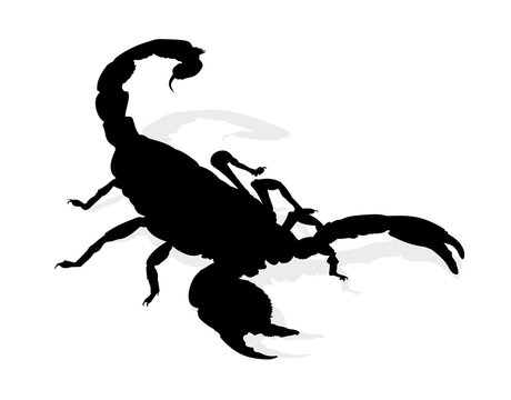 Scorpion. 