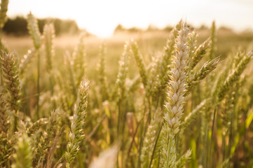 Fototapeta premium Close up nature photo Idea of a rich harvest wheat field