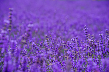Obraz premium pola lawendy w ogrodzie, furano w Japonii w okresie letnim