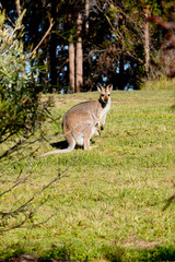 Naklejka na ściany i meble Australian Female Wallaby with Joey in pouch standing in grassy field