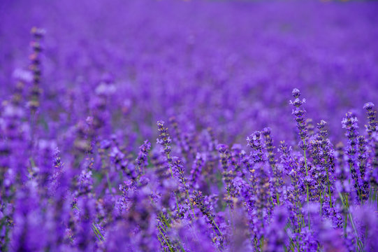 Fototapeta lavender fields in the garden ,furano in Japan on summer time
