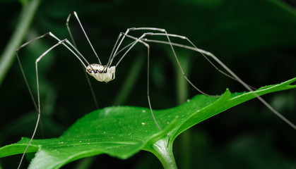 large white daddy long legs resting on top of green vine leaf in the garden - 164037195