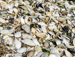 Discarded Clam Shells washed up on the beach to bake in the sun. - 164037197