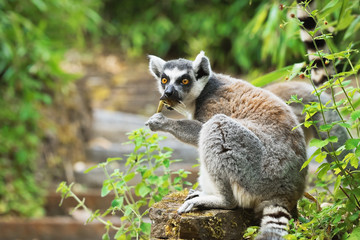 Adult lemur katta sits on the footway and eats bamboo