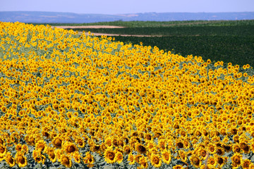 sunflower field landscape summer season agriculture