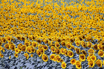 sunflower field summer season agriculture