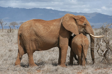 Female elephant protecting elephant calf.