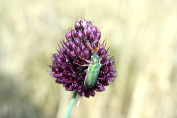  beetle (cerocoma schaefferi) on a flower