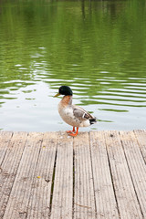 Two mallard ducks on old wooden pier at summer time..