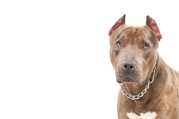 Portrait of a pit bull, closeup, isolated on a white background