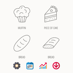 Sweet muffin, cake and bread icons. Piece of cake linear sign. Calendar, Graph chart and Cogwheel signs. Download colored web icon. Vector